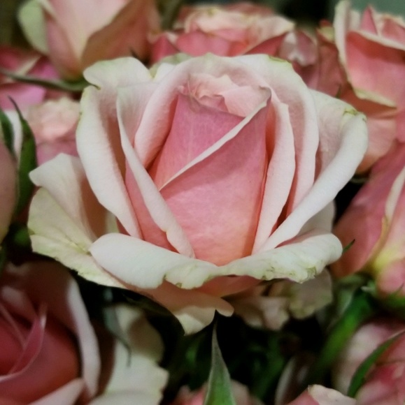 Meet your Posher, Maria - Picture 1 of 1